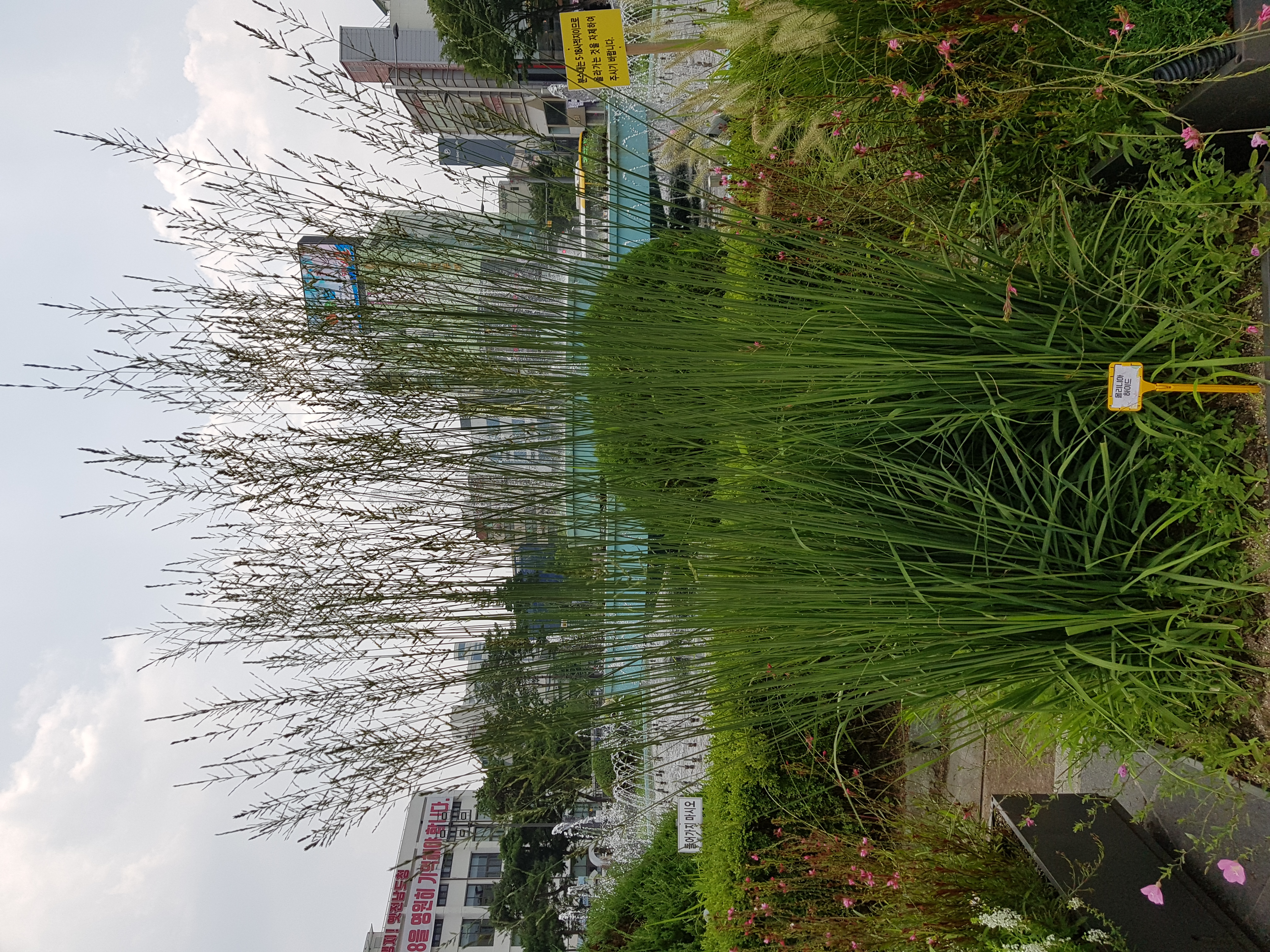 Molinia caerulea subsp. caerulea 'Heidebraut'